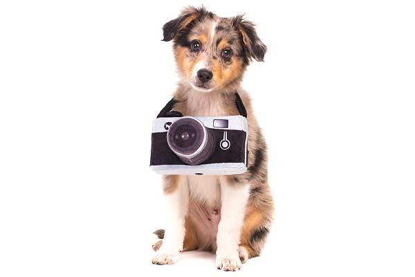 Pet Photography Course Near Me - Free Pet Photography Mini Course