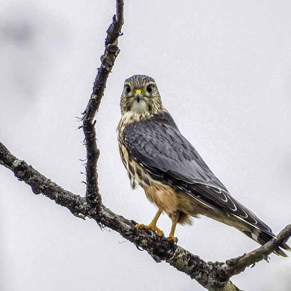 Bird Photography 101